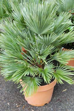 Chamaerops humilis